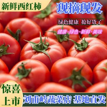 西红柿，精品西红柿，大量上市，可供超市欢迎来电！