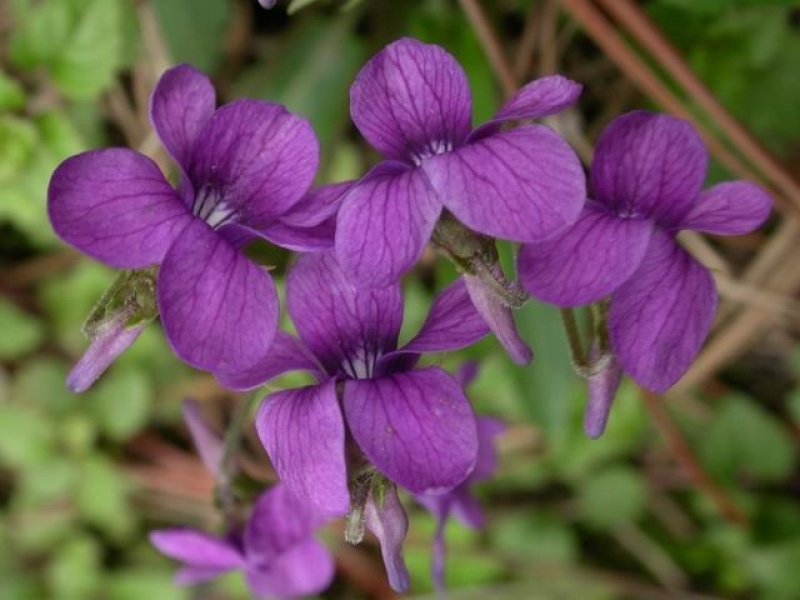 紫花地丁蓝紫色，花期长，长势低矮适应能力能，缀花草坪