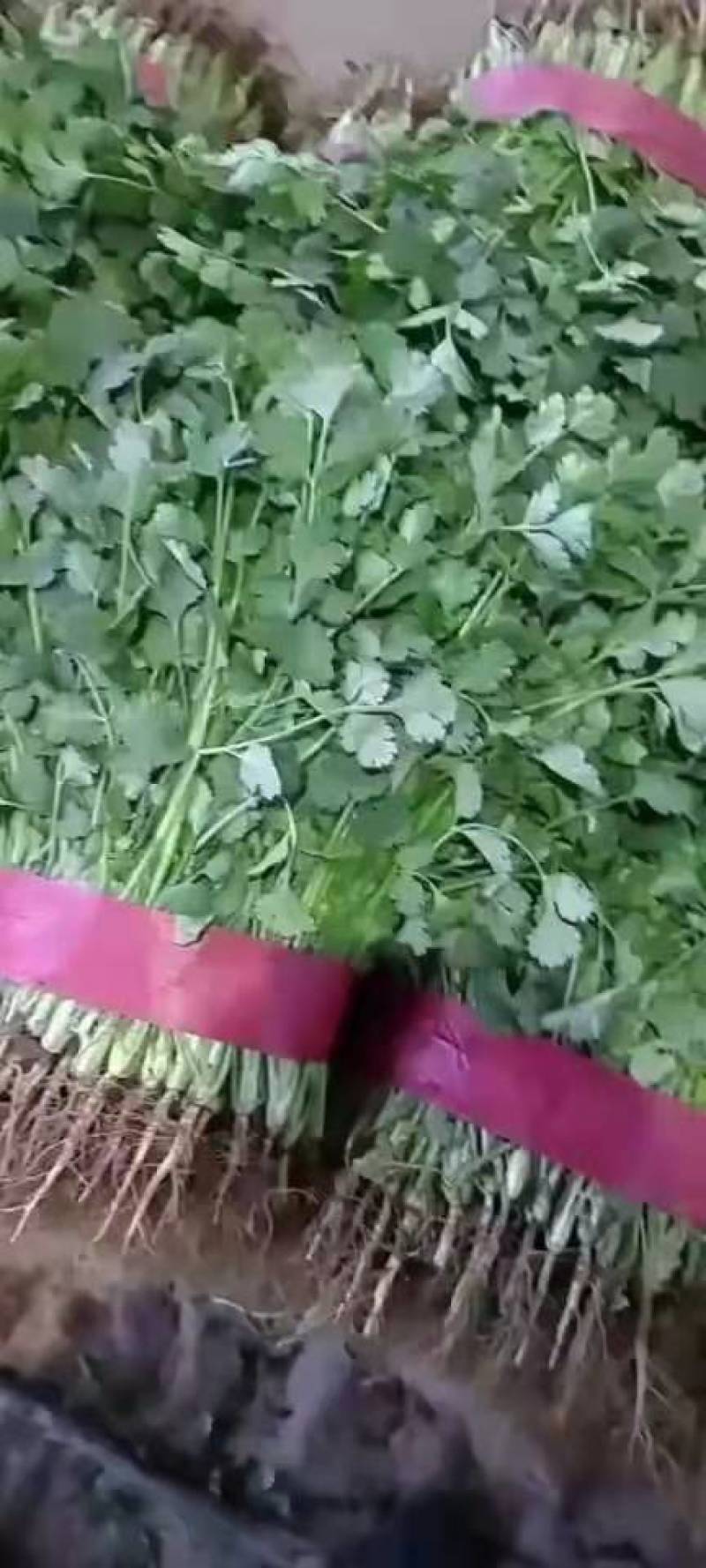 【荐】河北香菜精品香菜价格真实不虚报价格欢迎实地考察