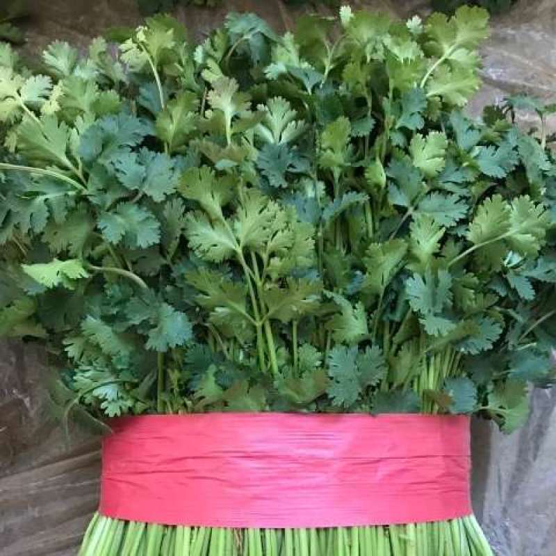 【荐】河北香菜精品香菜价格真实不虚报价格欢迎实地考察