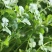 【荐】河北香菜精品香菜价格真实不虚报价格欢迎实地考察