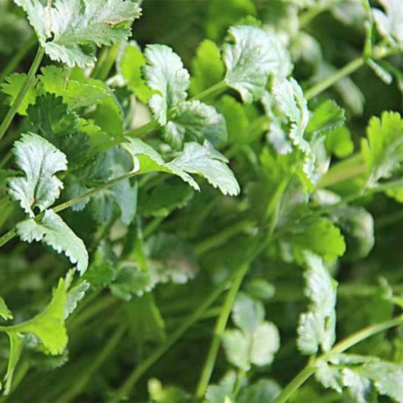 【荐】河北香菜精品香菜价格真实不虚报价格欢迎实地考察