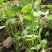 【荐】河北香菜精品香菜价格真实不虚报价格欢迎实地考察