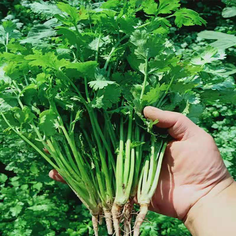 【荐】河北香菜精品香菜价格真实不虚报价格欢迎实地考察
