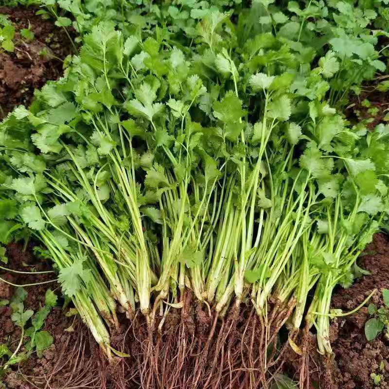 【荐】河北香菜精品香菜价格真实不虚报价格欢迎实地考察