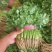 【荐】河北香菜精品香菜价格真实不虚报价格欢迎实地考察