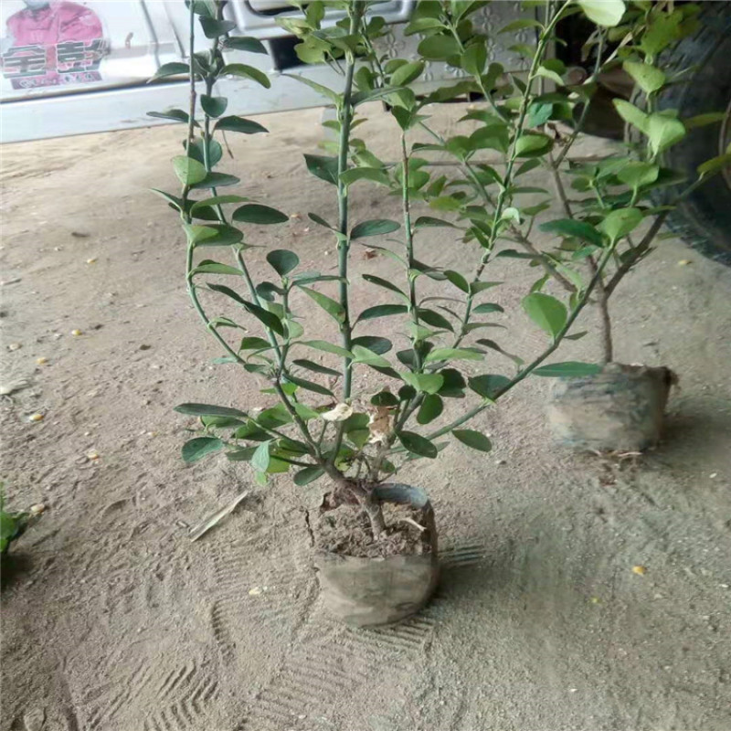 卫矛，卫矛球，带盆卫矛，带盆卫矛球，胶东卫矛球。