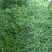 【新鲜采摘】云南新鲜豌豆带壳豌豆新鲜青豌豆现摘带壳豌豆荚