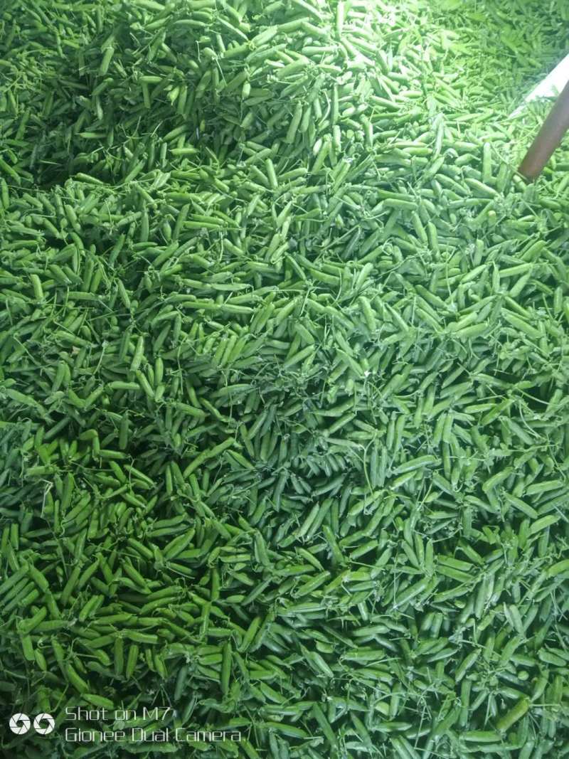 【新鲜采摘】云南新鲜豌豆带壳豌豆新鲜青豌豆现摘带壳豌豆荚
