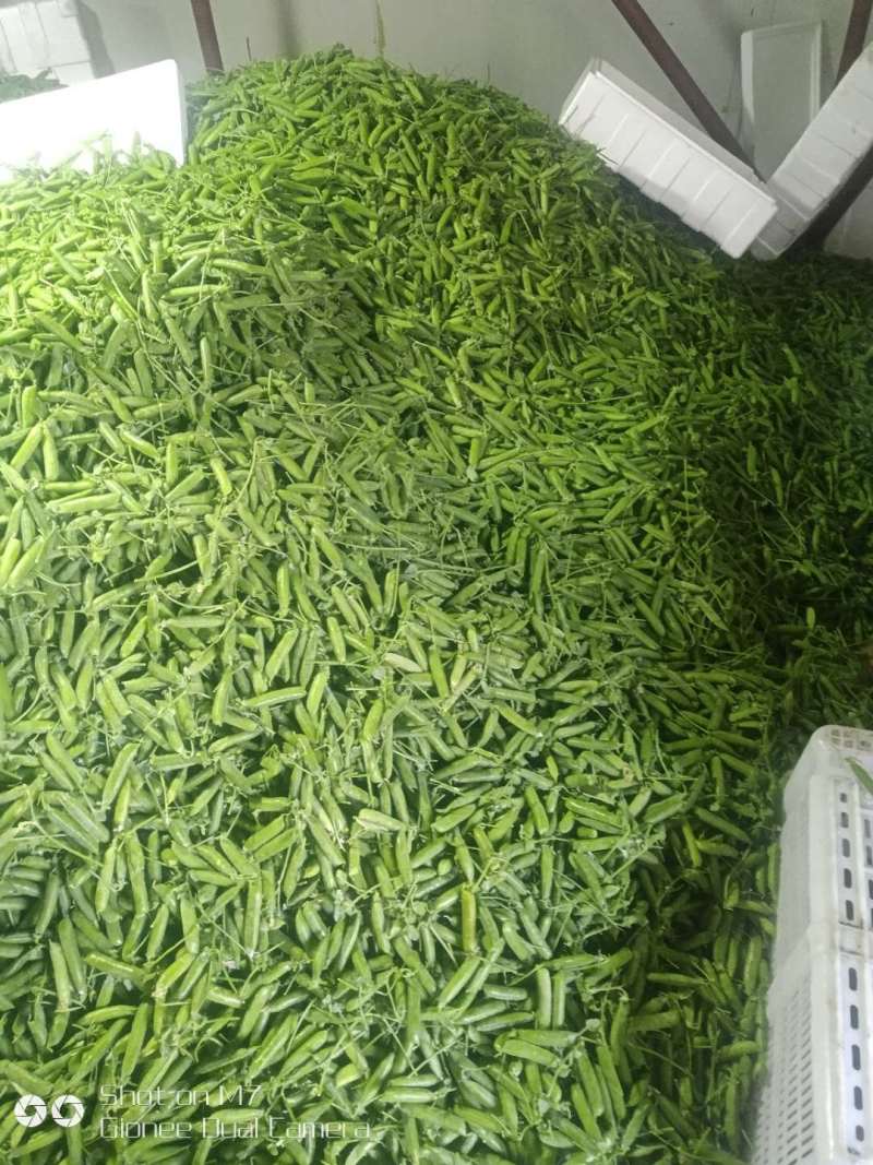 【新鲜采摘】云南新鲜豌豆带壳豌豆新鲜青豌豆现摘带壳豌豆荚