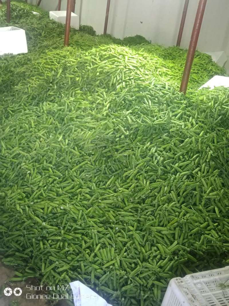 【新鲜采摘】云南新鲜豌豆带壳豌豆新鲜青豌豆现摘带壳豌豆荚