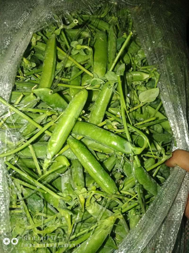 【新鲜采摘】云南新鲜豌豆带壳豌豆新鲜青豌豆现摘带壳豌豆荚