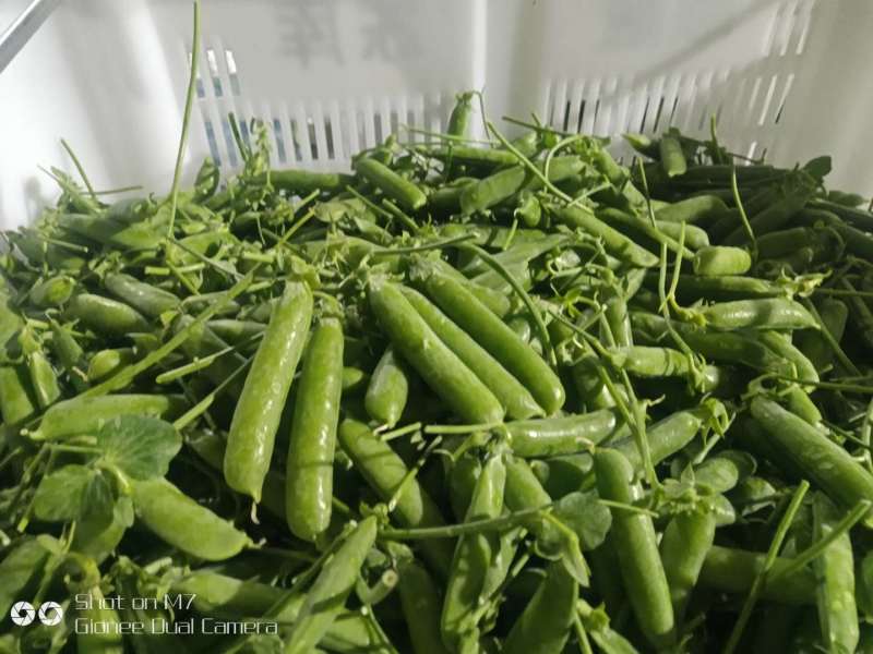 【新鲜采摘】云南新鲜豌豆带壳豌豆新鲜青豌豆现摘带壳豌豆荚
