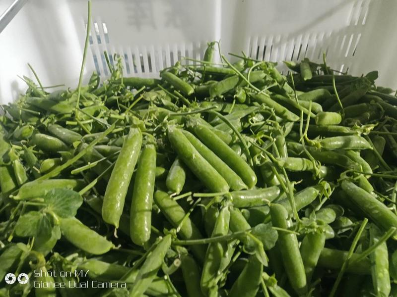 【产地直发】云南新鲜豌豆带壳豌豆荚农家蔬菜青豌豆视频看货