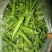 【新春特惠】豌豆云南豌豆长寿仁豌豆枝条饱满颗颗圆润热卖中