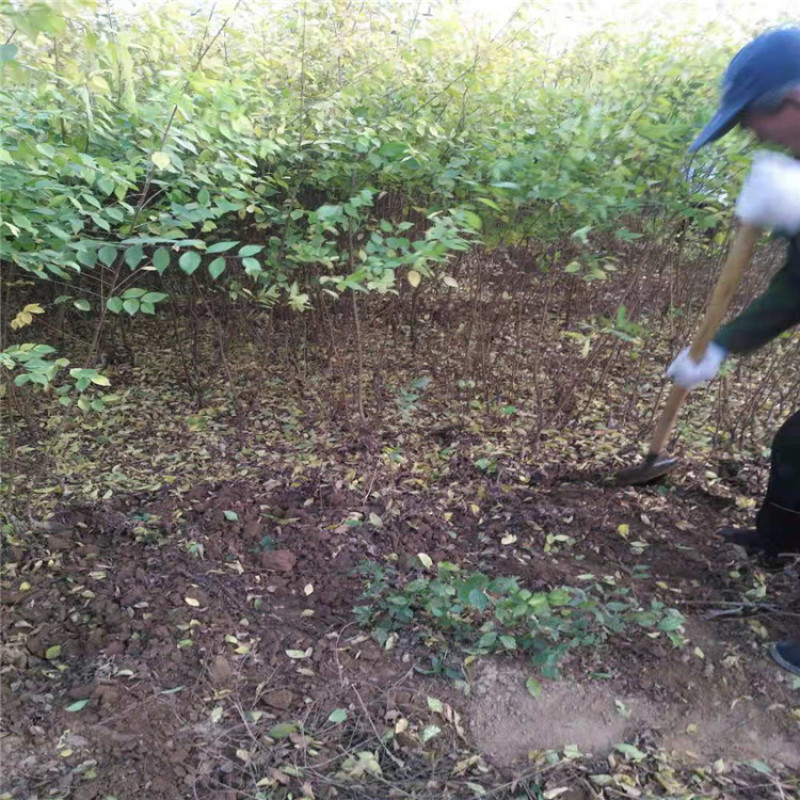供应金叶榆金叶榆球丛生金叶榆带盆金叶榆，矮杆金叶榆