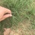 野牛草耐贫瘠，生命力旺盛，低养护种子供应中