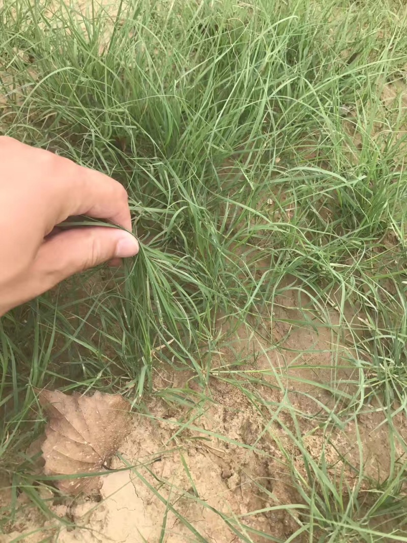 野牛草耐贫瘠，生命力旺盛，低养护种子供应中