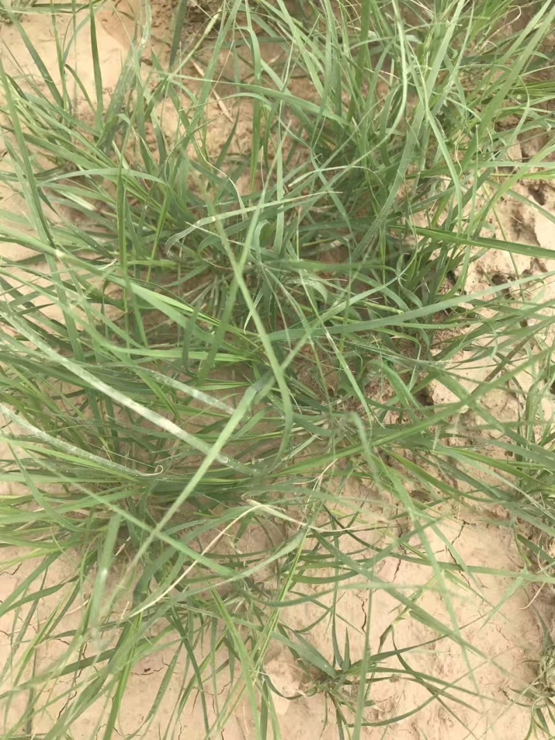野牛草耐贫瘠，生命力旺盛，低养护种子供应中
