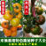 【精品】黑番茄种子黑美人紫黑色黄色大番茄边贸出口精品