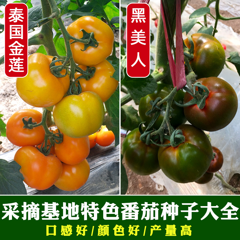 【精品】黑番茄种子黑美人紫黑色黄色大番茄边贸出口精品