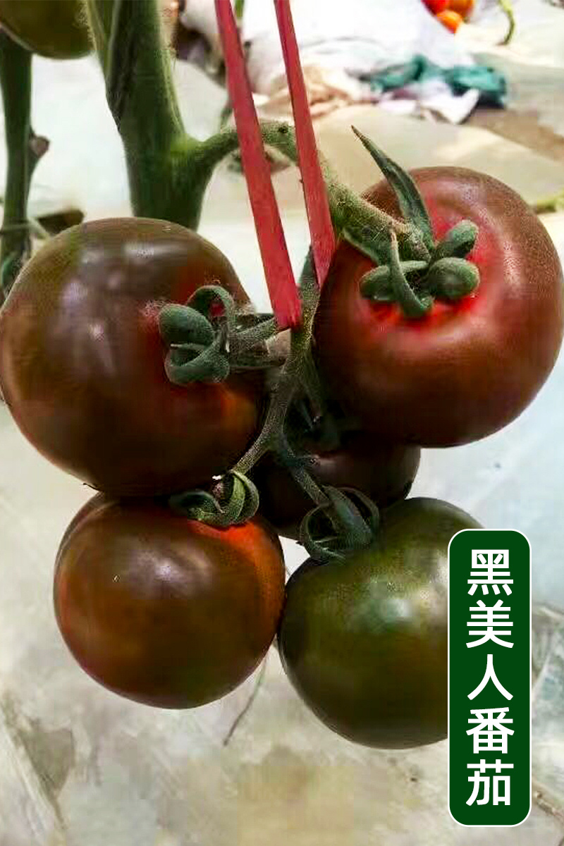 【精品】黑番茄种子黑美人紫黑色黄色大番茄边贸出口精品