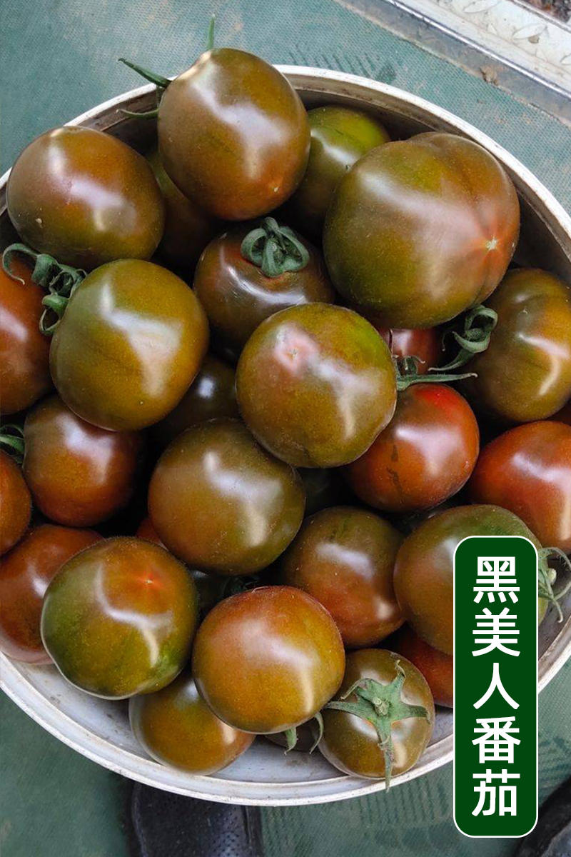 【精品】黑番茄种子黑美人紫黑色黄色大番茄边贸出口精品