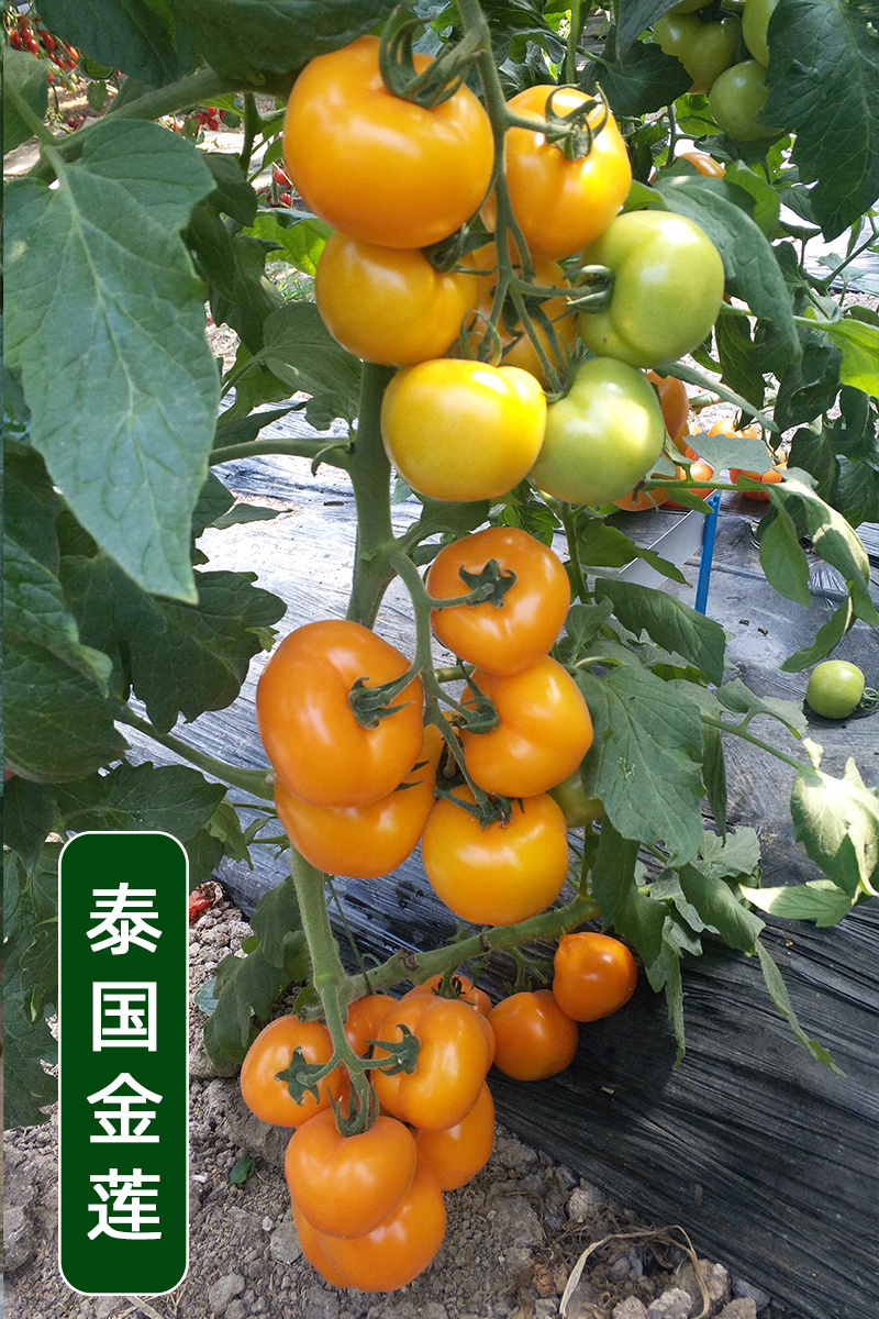 【精品】黑番茄种子黑美人紫黑色黄色大番茄边贸出口精品