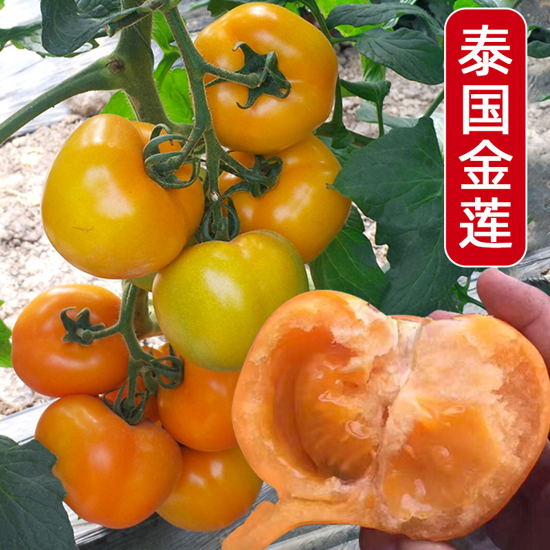 【精品】黑番茄种子黑美人紫黑色黄色大番茄边贸出口精品