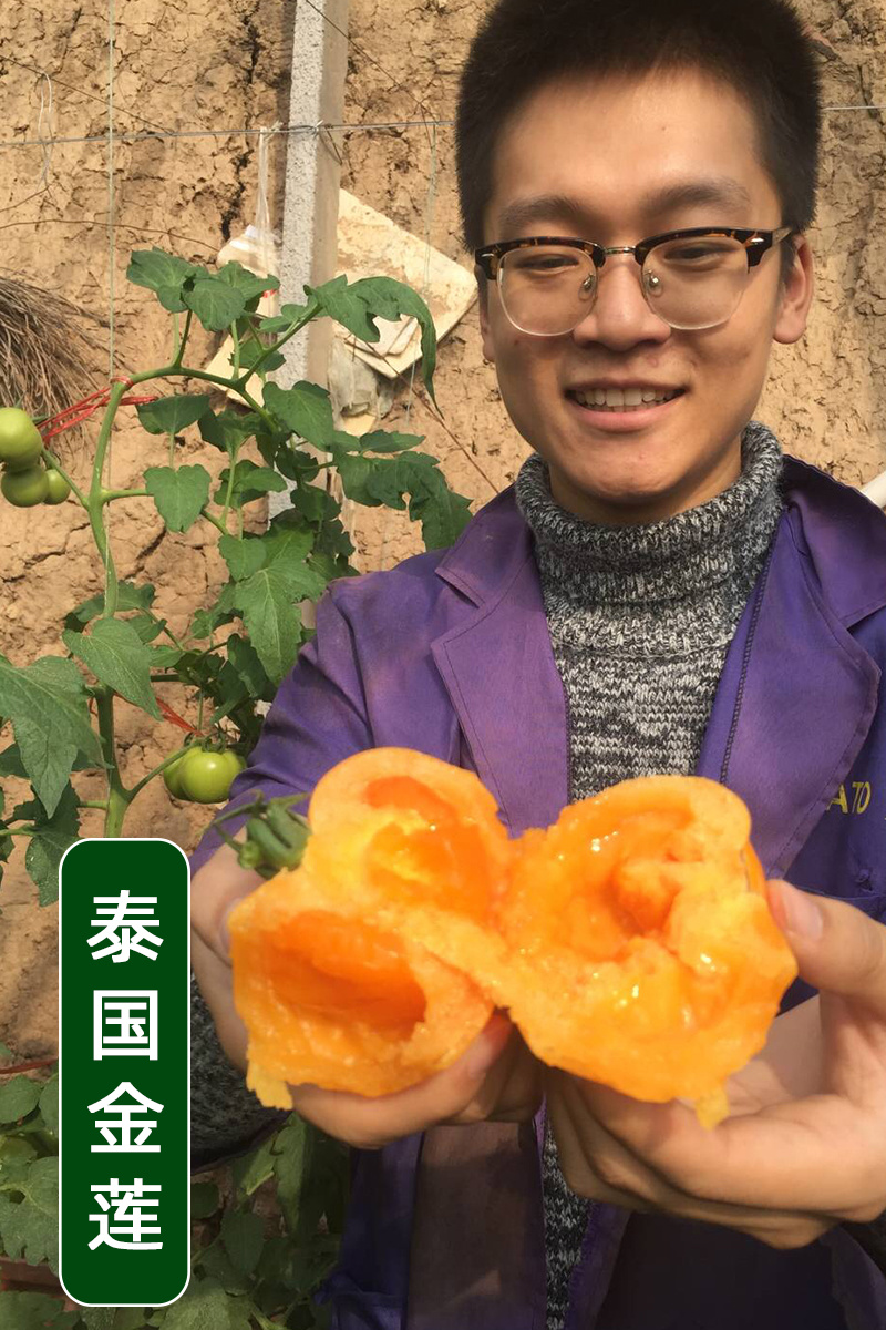【精品】黑番茄种子黑美人紫黑色黄色大番茄边贸出口精品