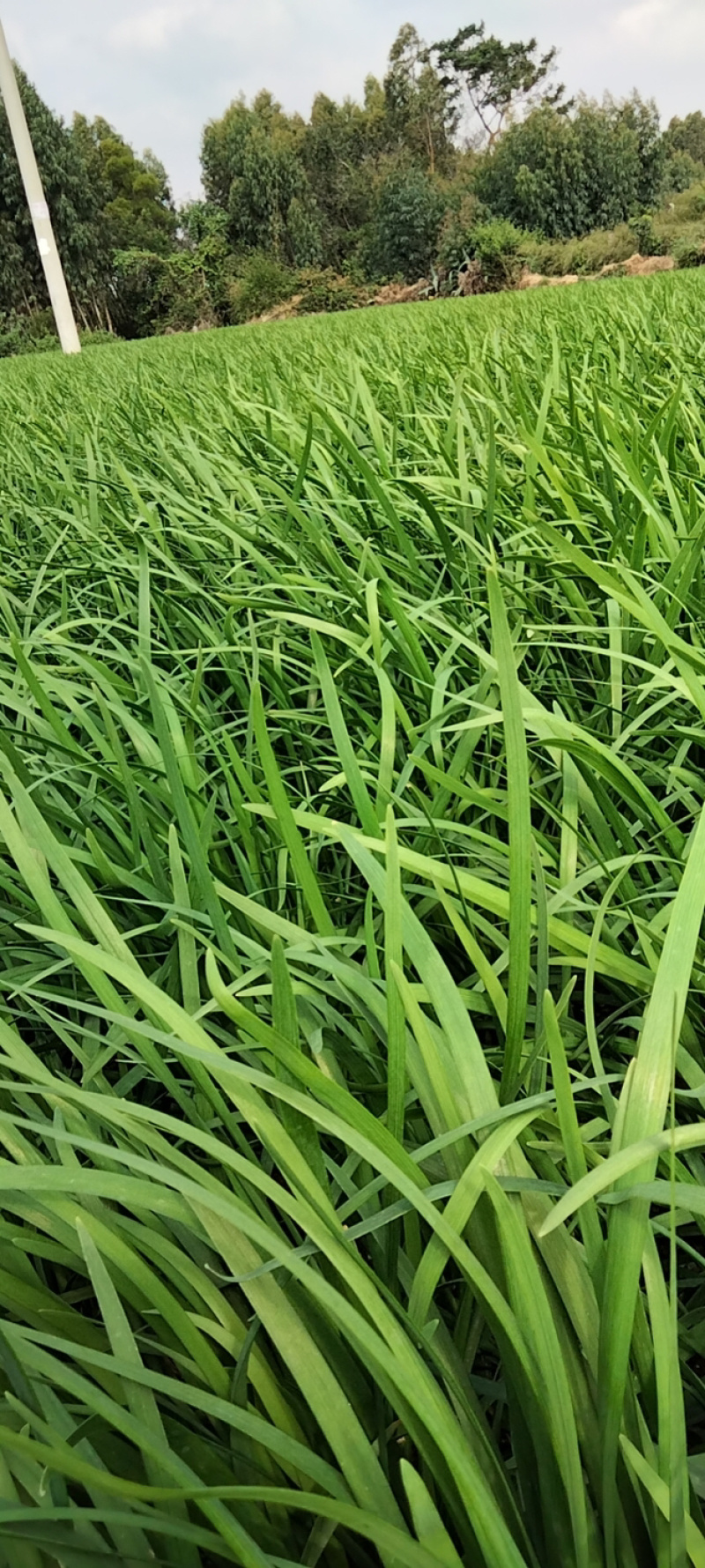 【荐】韭菜广东韭菜徐闻韭菜新鲜采摘现摘现发产地直供货源