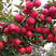 苹果树苗嫁接特大红富士脆甜现挖南北方种植盆栽地栽当年结果