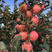 苹果树苗嫁接特大红富士脆甜现挖南北方种植盆栽地栽当年结果