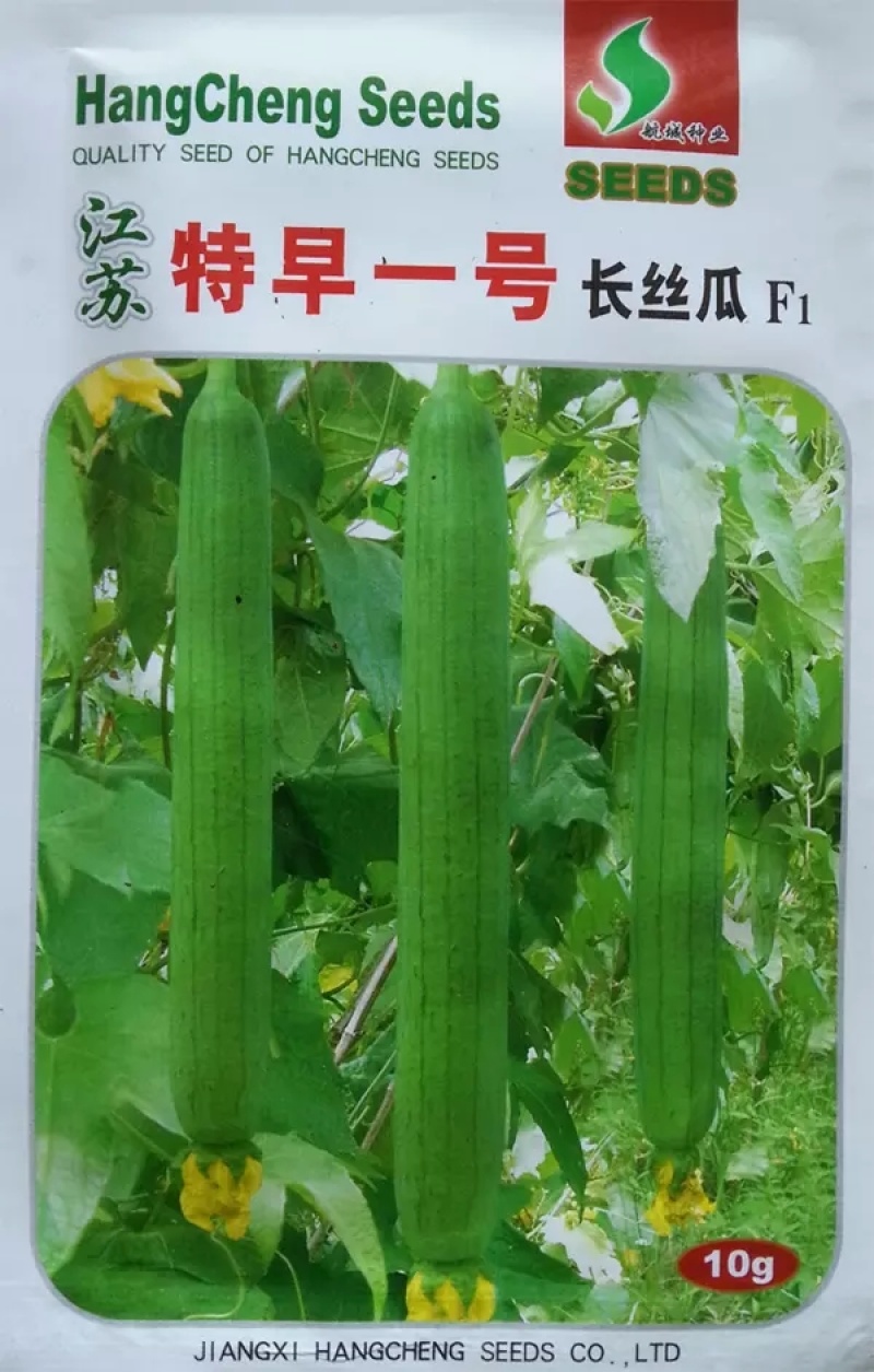 丝瓜苗中绿杂交丝瓜苗长短丝瓜苗批发亩产高商品性好