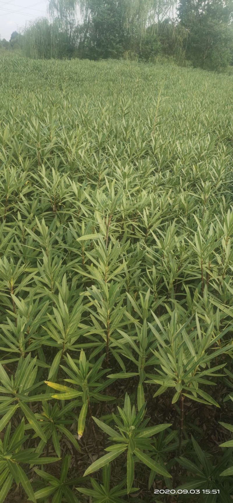 湖南长沙红花夹竹桃基地可以视频看货，欢迎老板前来看货定货