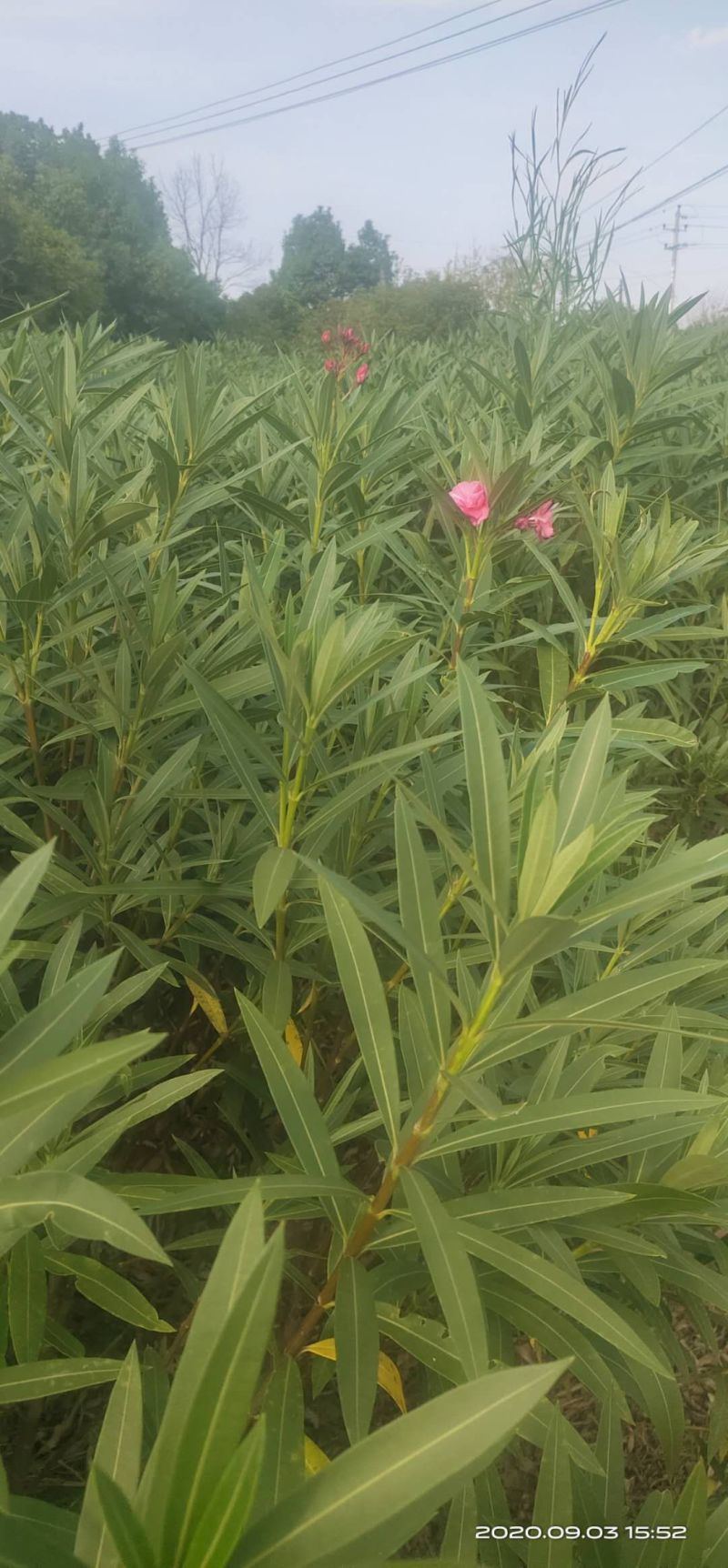 湖南长沙红花夹竹桃基地可以视频看货，欢迎老板前来看货定货