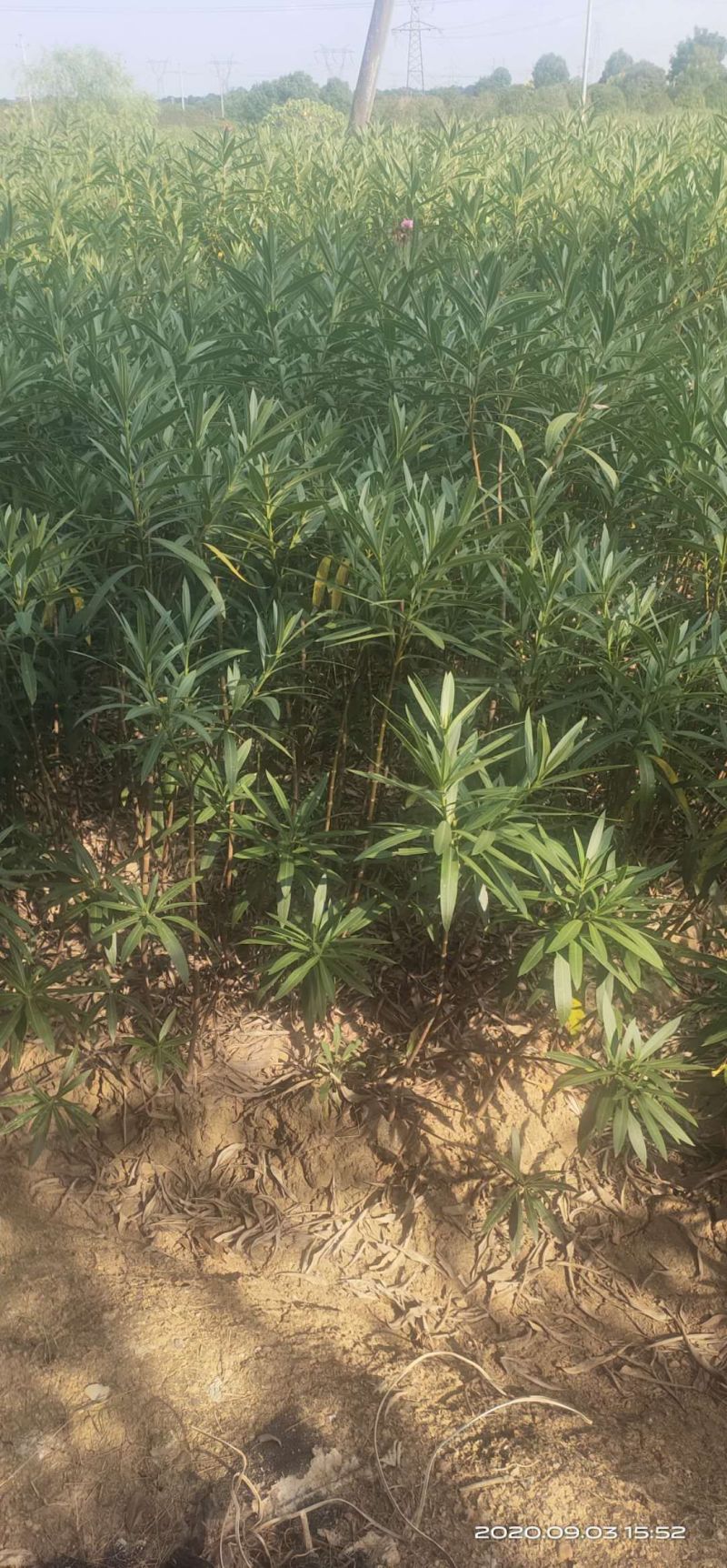 湖南长沙红花夹竹桃基地可以视频看货，欢迎老板前来看货定货