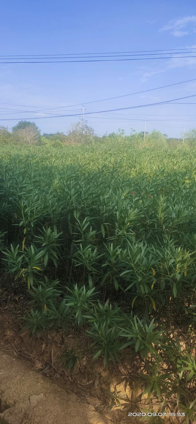 湖南长沙红花夹竹桃基地可以视频看货，欢迎老板前来看货定货