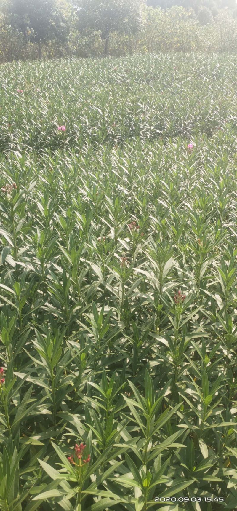 湖南长沙红花夹竹桃基地可以视频看货，欢迎老板前来看货定货