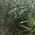 湖南长沙红花夹竹桃基地可以视频看货，欢迎老板前来看货定货