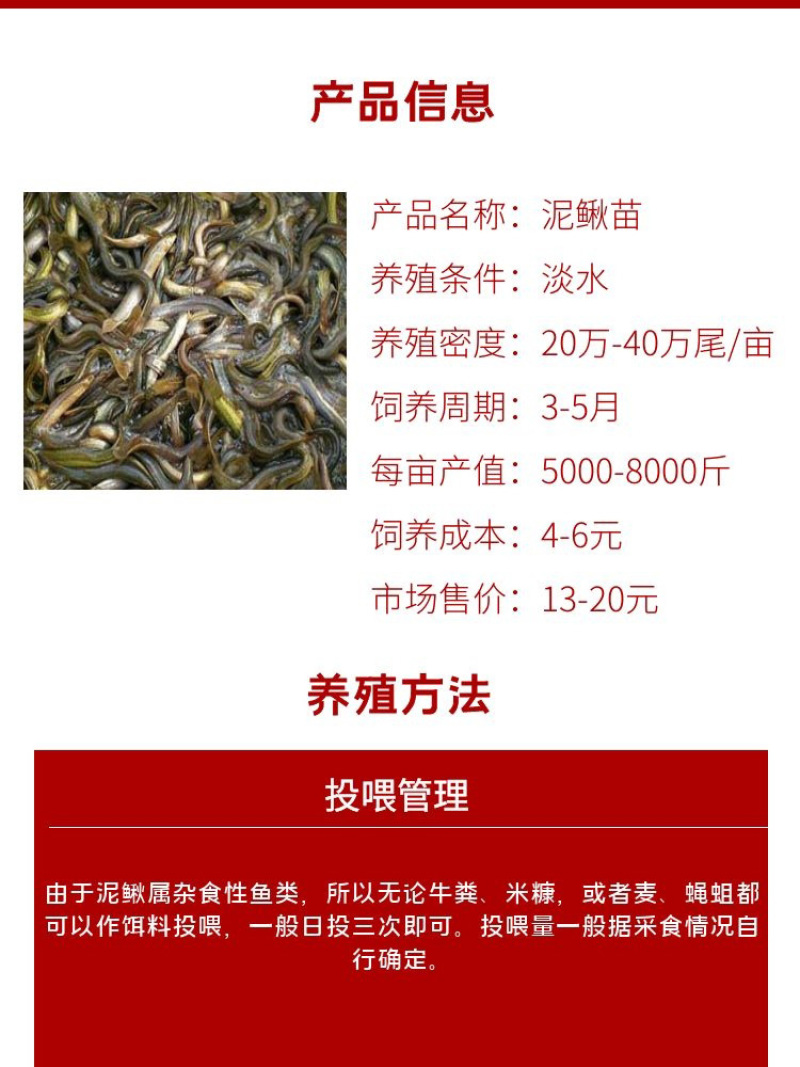 泥鳅苗批发产地直销寸苗小泥鳅自孵水花