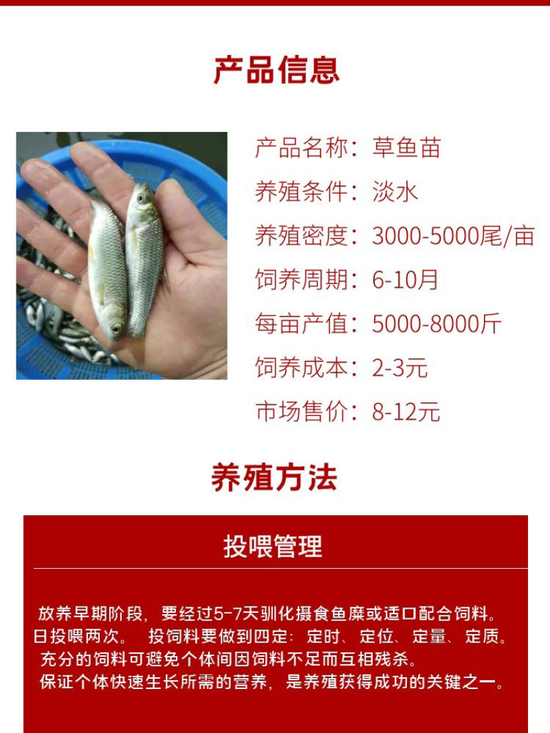 草鱼苗批发产地直销运输损耗包赔杂交4-7公分