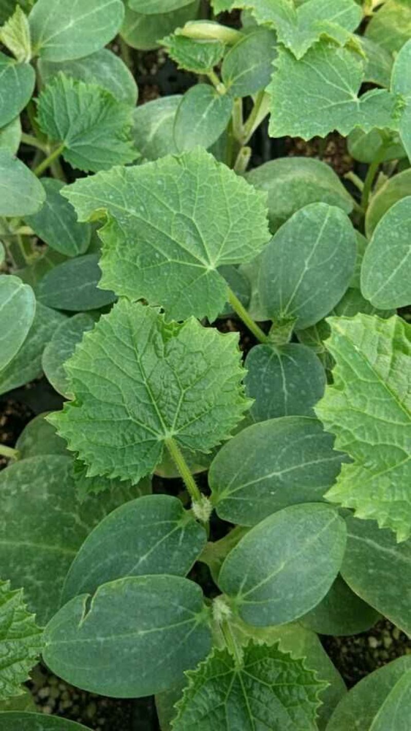 旱黄瓜苗未来103系天骄七号九号旱大刺溜黄瓜苗批发价