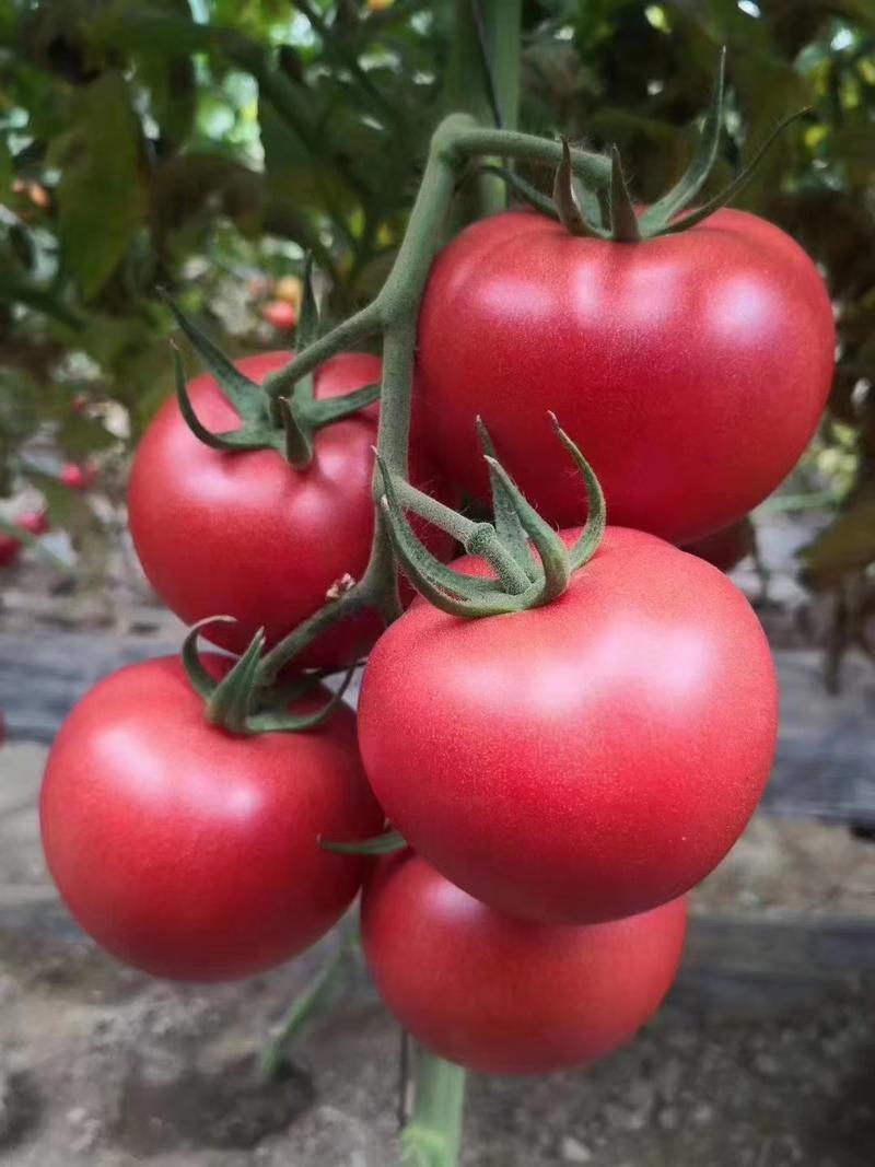 耐热耐寒大粉番茄苗硬粉果西红柿苗抗根线虫转色均匀