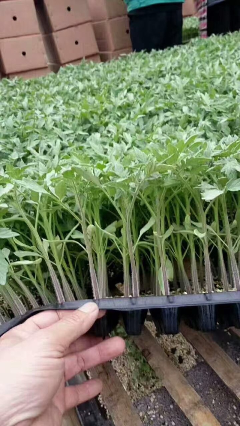 耐热耐寒大粉番茄苗硬粉果西红柿苗抗根线虫转色均匀