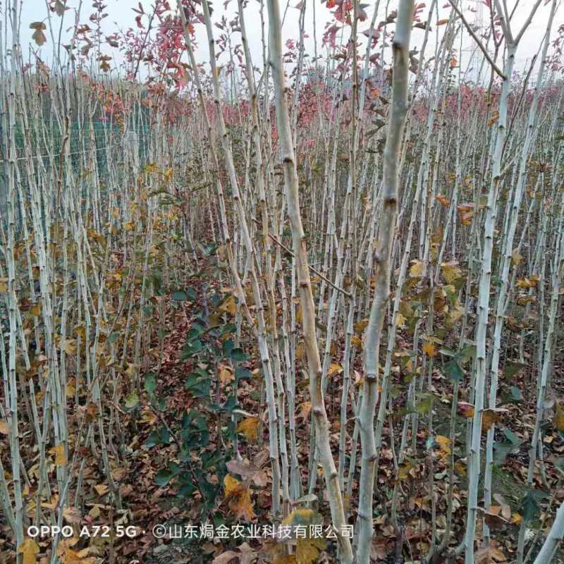 黄山楂树苗脆甜带香味的黄山楂树苗适合全国种植