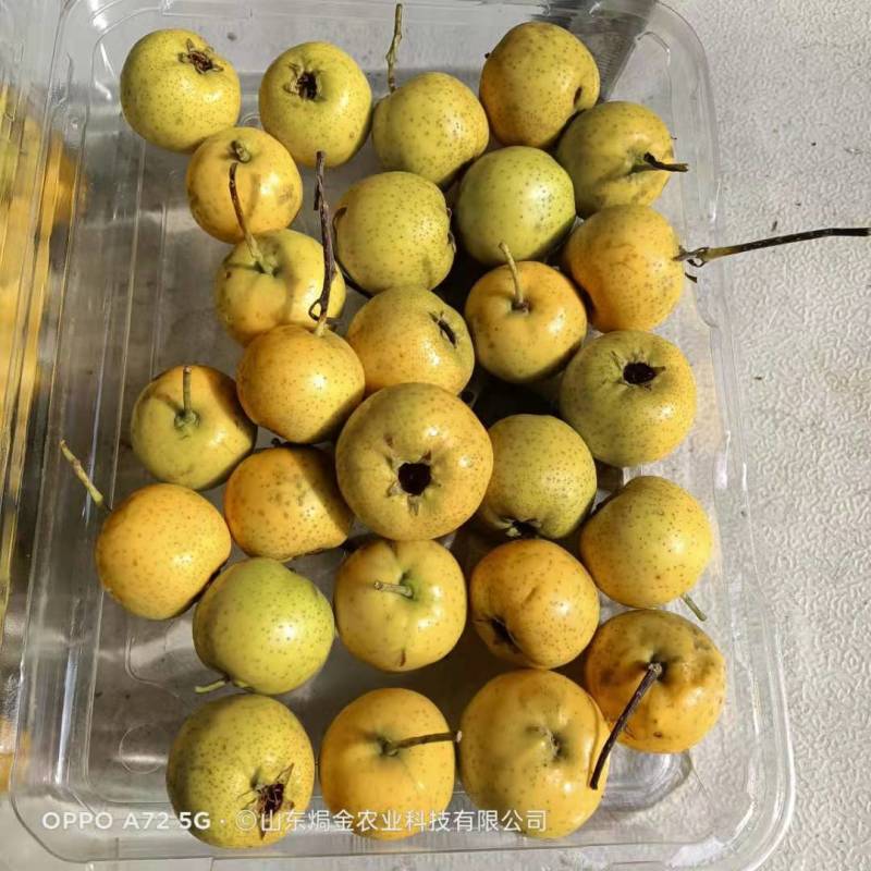 黄山楂树苗脆甜带香味的黄山楂树苗适合全国种植