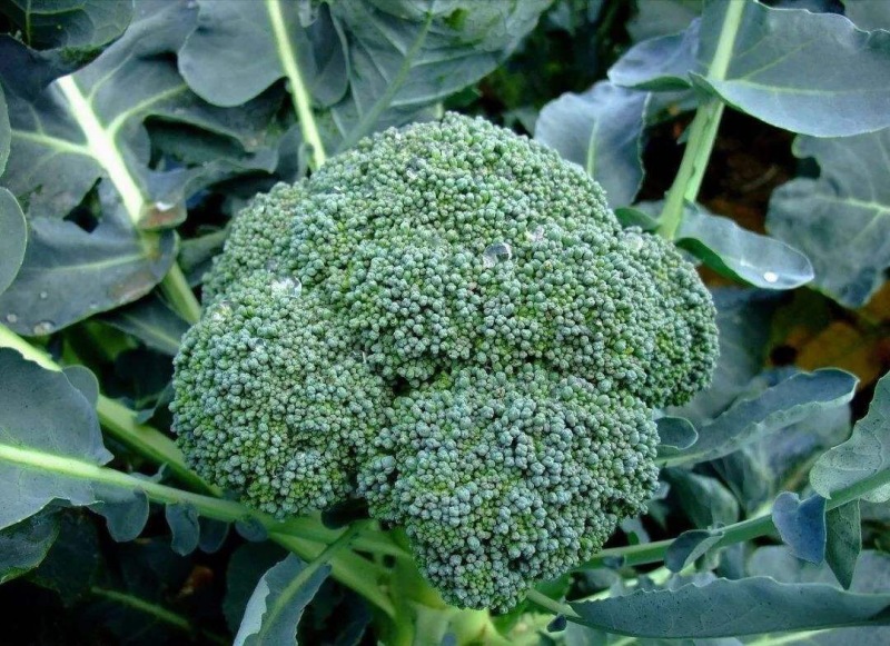 寿光西兰花苗批发炎秀耐寒优秀西蓝花苗价格花球好