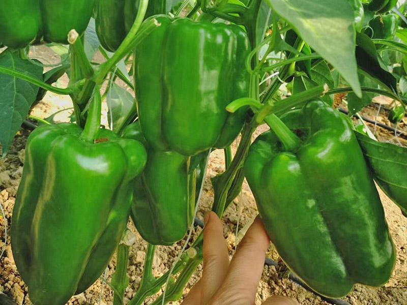 太空辣椒苗进口大果圆菜椒苗大个甜椒苗批发肉厚口感好