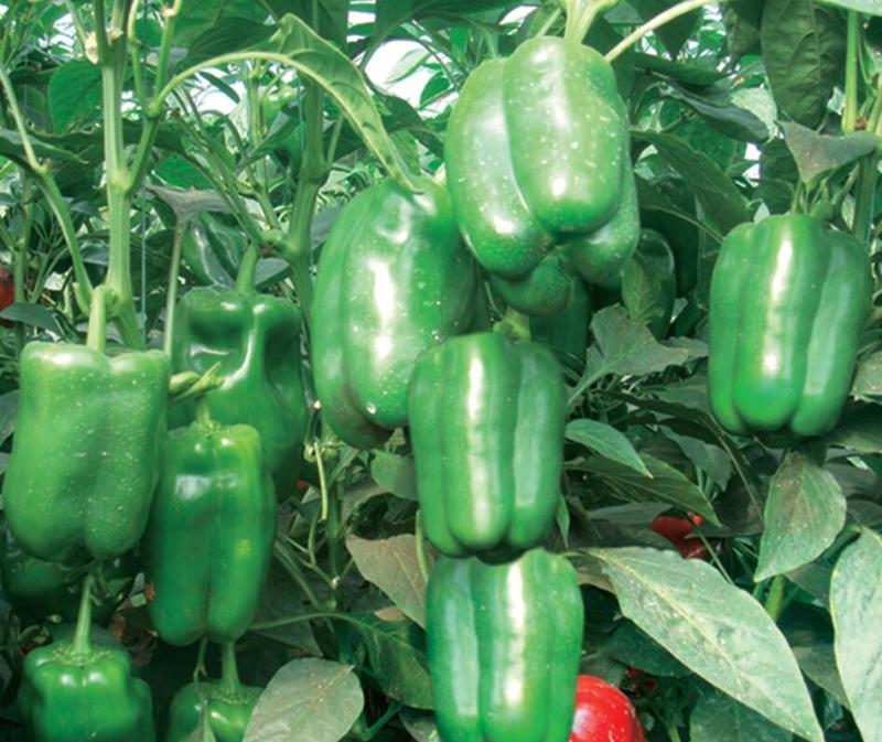 太空辣椒苗进口大果圆菜椒苗大个甜椒苗批发肉厚口感好